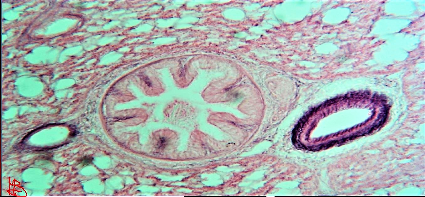 neofita, domande sulla colorazione dei vetrini